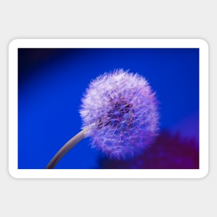 Dandelion in blue Sticker